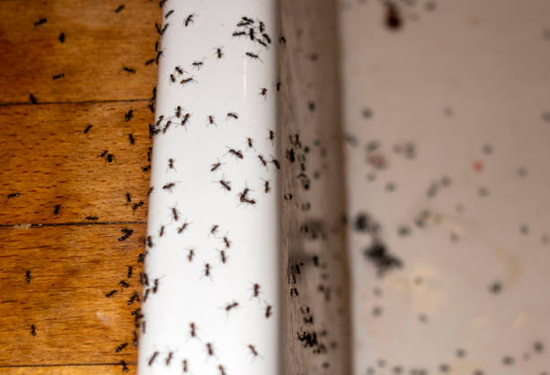 Best Affordable Pest Control Services  in Kensington Park, FL