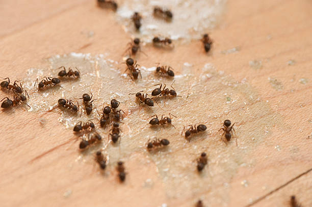 Best Local Pest Control Services  in Kensington Park, FL