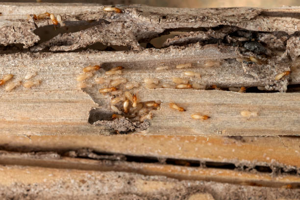 Spider Control Near Me in Kensington Park, FL