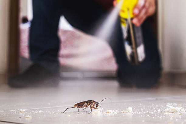 Best Affordable Pest Control Services  in Kensington Park, FL